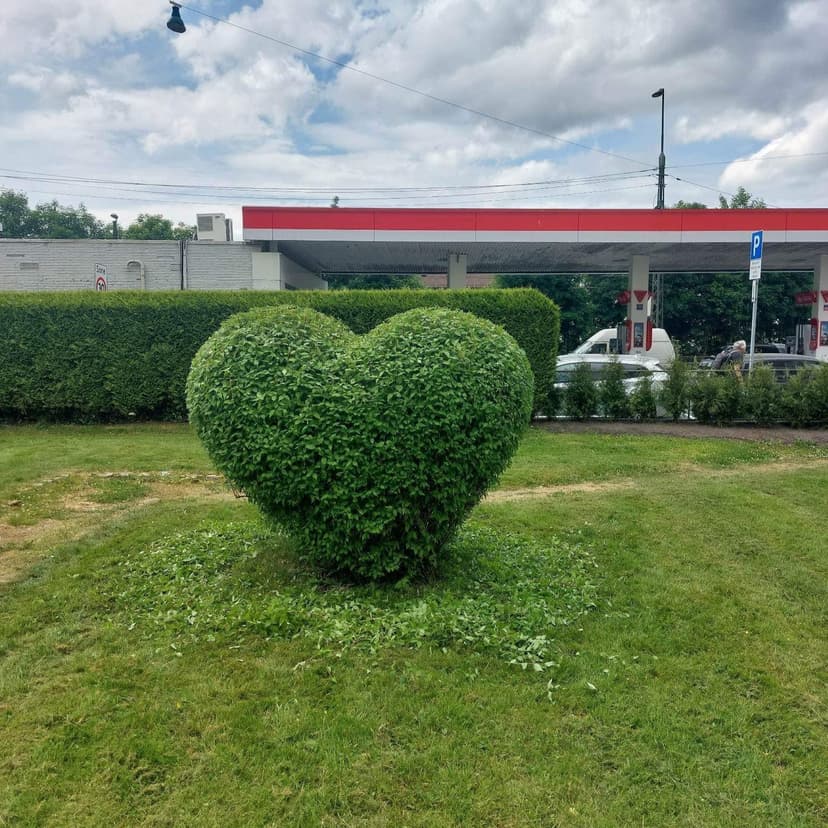 Profesjonell beskjæring av busker