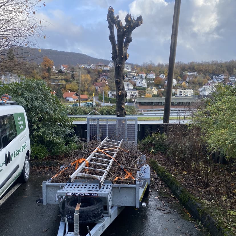 Sikker nedtaking av tre