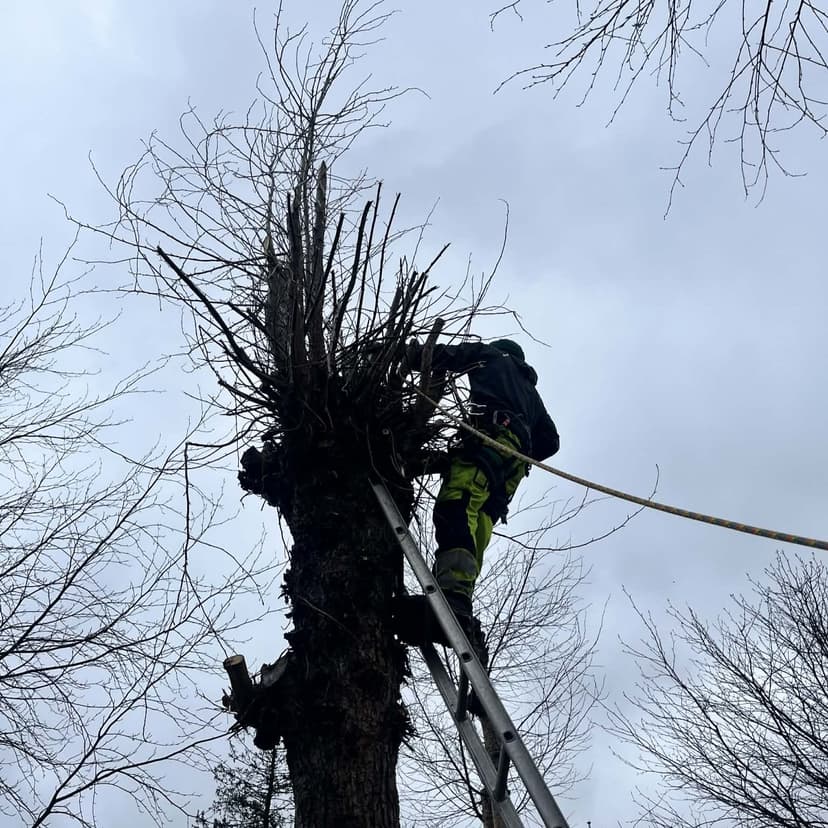 Profesjonell trefelling i hageområde